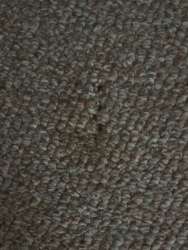 Carpet Beetle (larva)