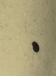 Carpet Beetle (likely Black Carpet Beetle larva, although difficult to confirm exact species from image)