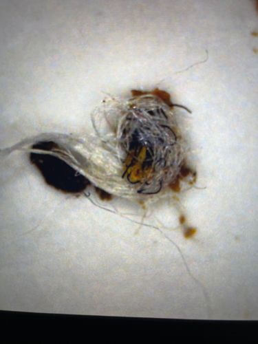 Carpet Beetle Larva (with debris cocoon)