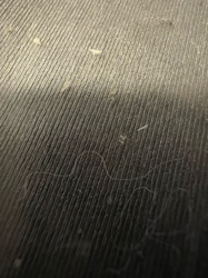 No identifiable insect/bug