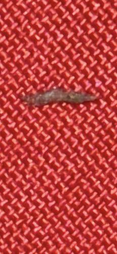 Case-bearing Clothes Moth larva