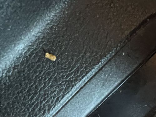 Carpet Beetle Larva (most likely)