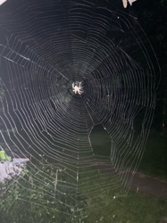 Orb Weaver Spider (likely genus Argiope or Neoscona based on visible features and web type)