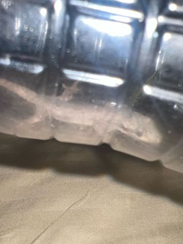 Lizard (likely a gecko based on appearance)