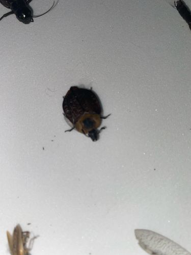Carpet Beetle (likely Varied Carpet Beetle or Black Carpet Beetle)