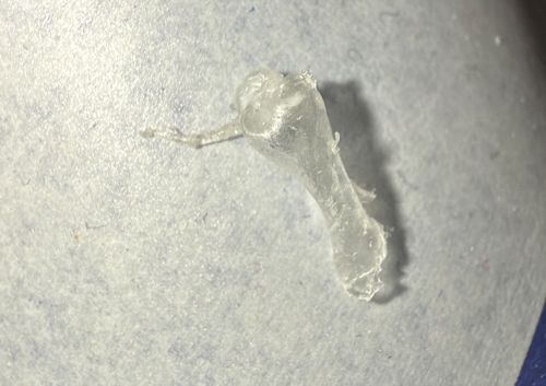 Phantom midge larva (exuvia or specimen remnant)