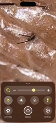 Cricket (specifically a House or Camel Cricket)