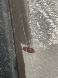 Sawtoothed Grain Beetle