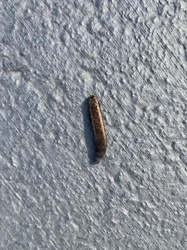 Leatherjacket larva (Crane Fly Larva)