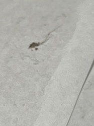 Unidentifiable stain or debris