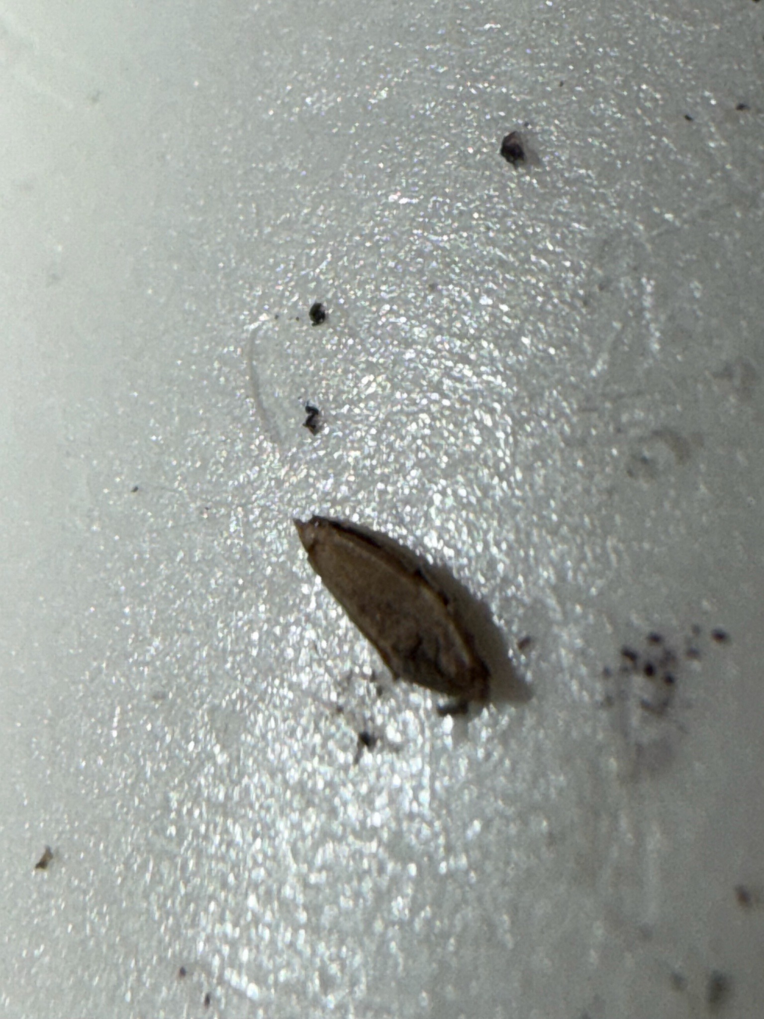 Casemaking clothes moth (larva case)