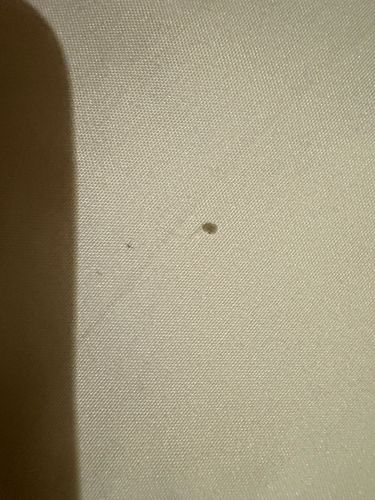 Carpet Beetle (likely Varied Carpet Beetle or Black Carpet Beetle)