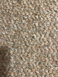 Carpet Beetle