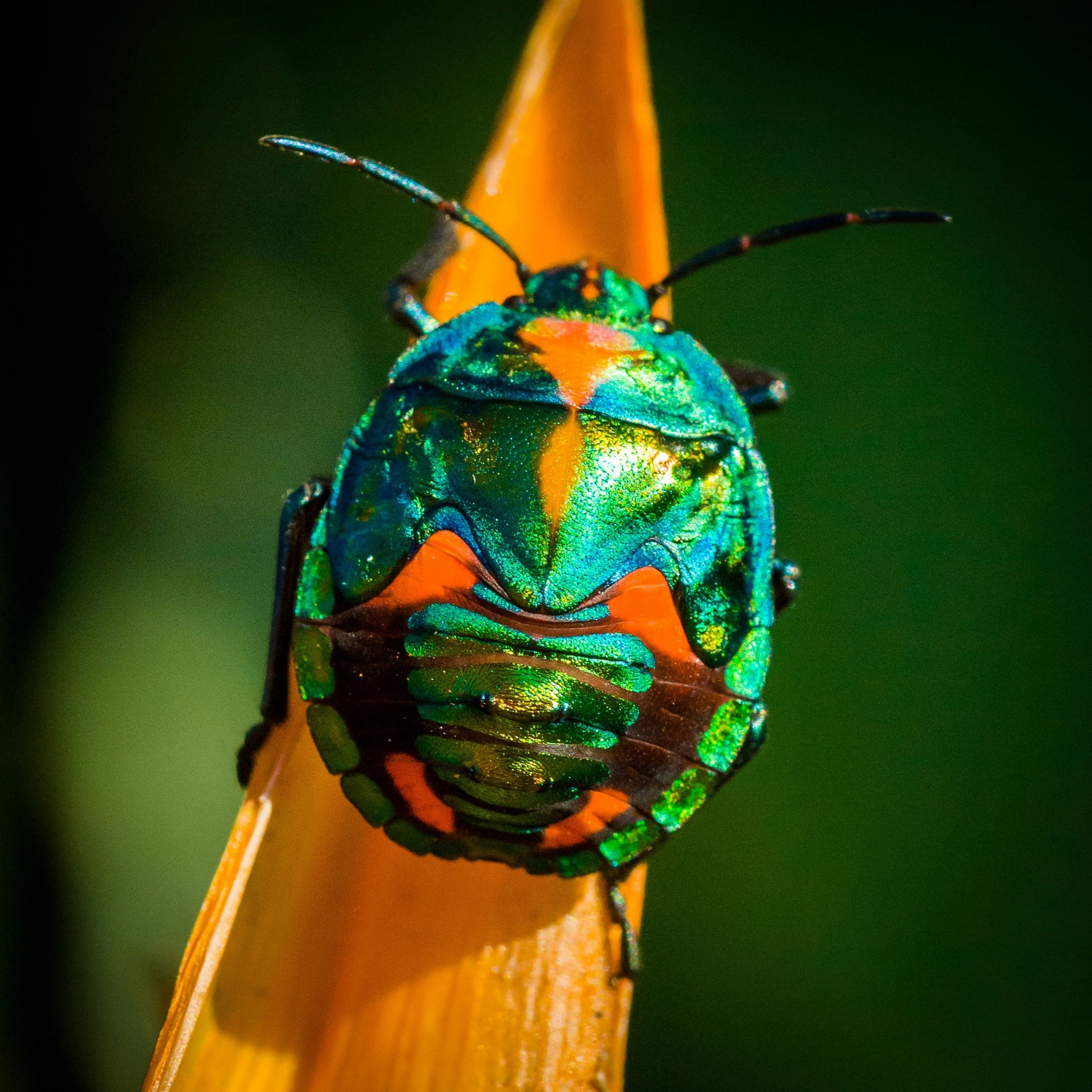 Hibiscus Harlequin Bug