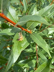 White-marked Tussock Moth