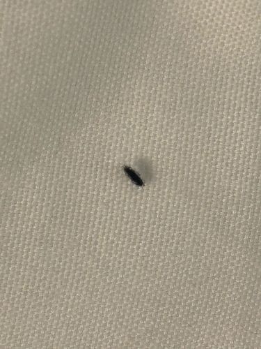 Thrips or Springtail (likely a Thrips)