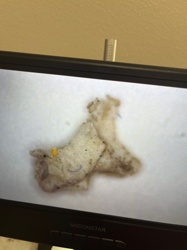 Case-bearing Clothes Moth (Larva)