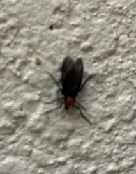 Lovebug / March Fly