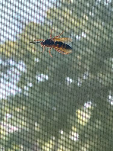 Eastern Cicada Killer Wasp