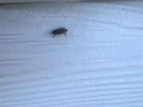 Boxelder Bug