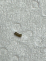Case-bearing insect larva (potentially Caddisfly larva or Case-bearing Clothes Moth larva)