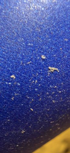 Dust Mites