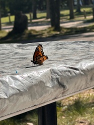 Monarch butterfly