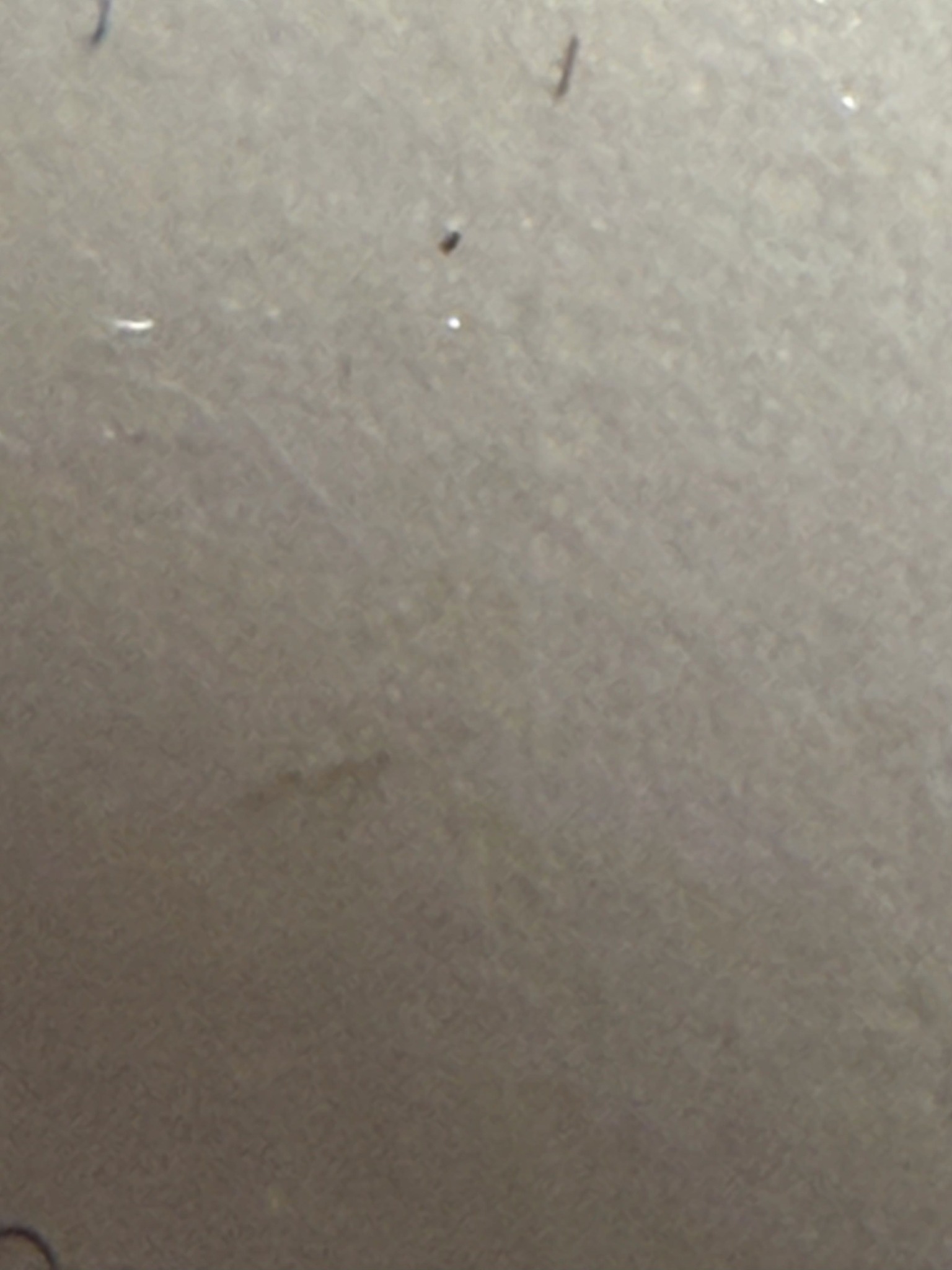 Common Silverfish