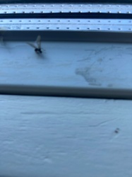 Flying Ant (reproductive)