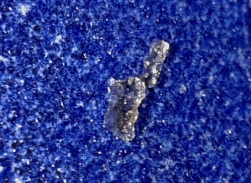 Household Casebearer (often confused with Plaster Bagworm)