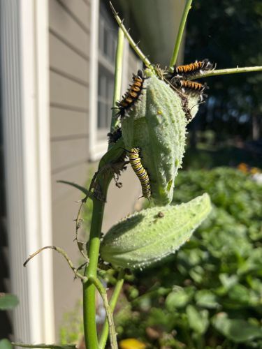 Monarch Caterpillar