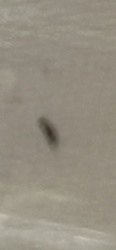 Fungus Gnat