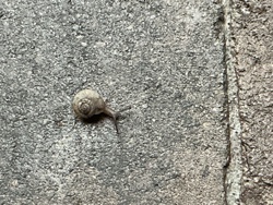 Snail