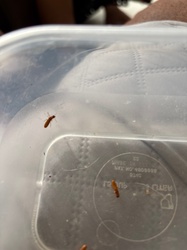Termite (specifically, a drywood termite alate or de-wing)