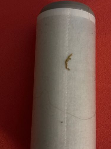 Case-bearing Clothes Moth (Larva)