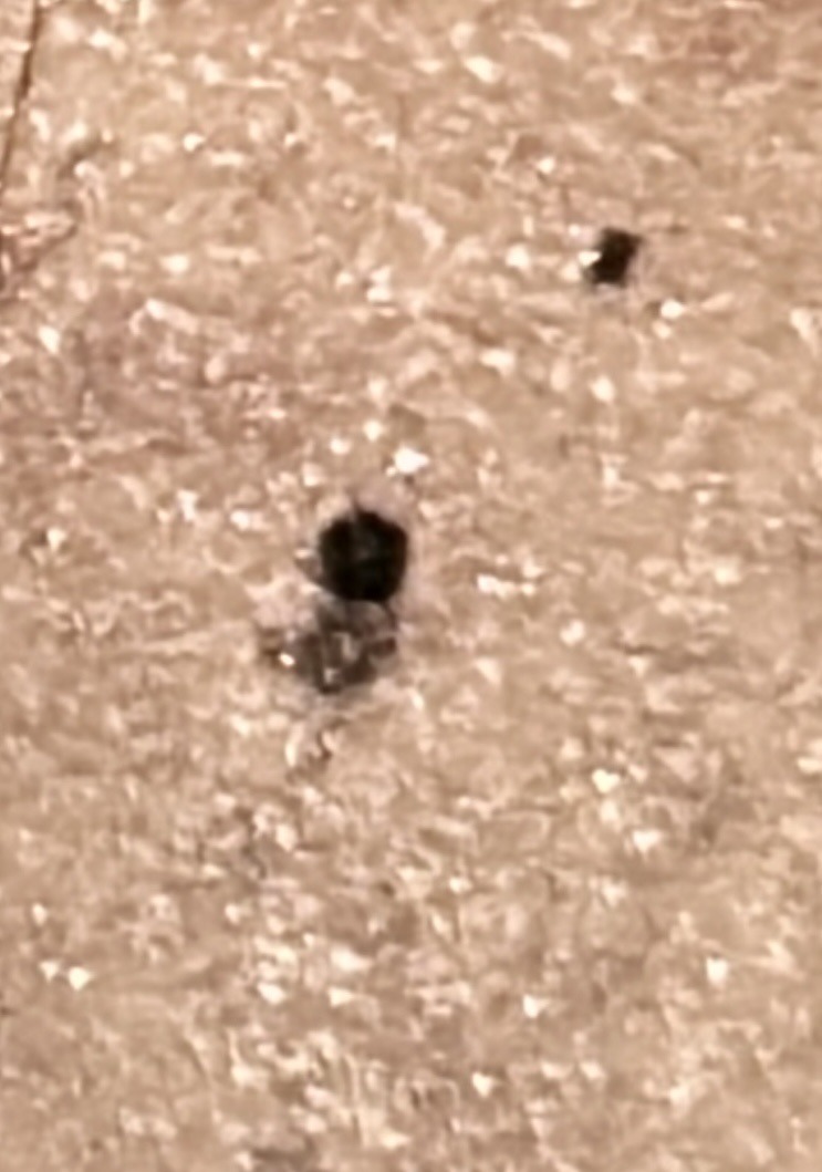 Smooth Spider Beetle