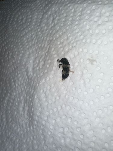 Carrion Beetle (likely)