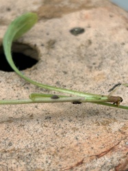 Aphid