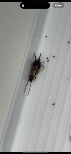 Earwig