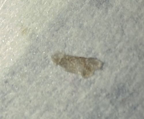 Plaster Bagworm (Household Casebearer)