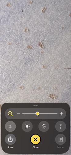 Linen Head Louse (Egg Case/Nits)