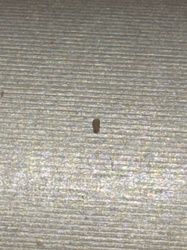 Carpet Beetle Larva (likely Black Carpet Beetle)