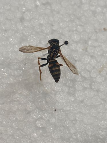 Paper Wasp