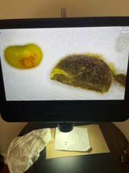 Carpet Beetle Larva (most likely)