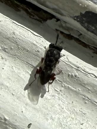 Sweat Bee (likely a species of Halictid bee)