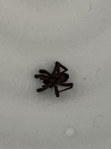 Ground Spider