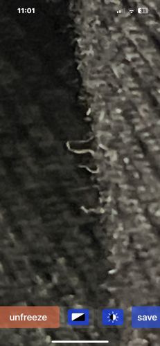 Carpet Beetle Larva (potentially Black Carpet Beetle or Varied Carpet Beetle larva)