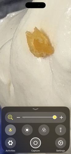 Ant