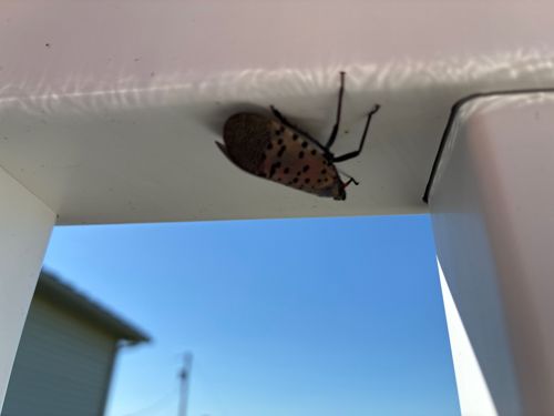 Spotted Lanternfly