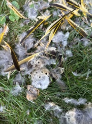 Bird Feathers (evidence of predation)